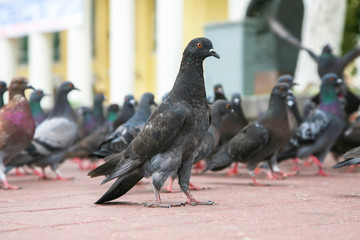 the dove on the area compared to other pigeons