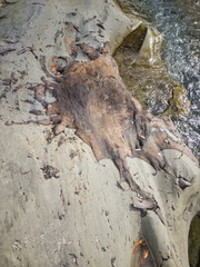 2020 shocking sight. Miracle fossils. This buried tree has appeared for more than two million years. On the river quay you can see carbonized trees with a complete fossil layer.