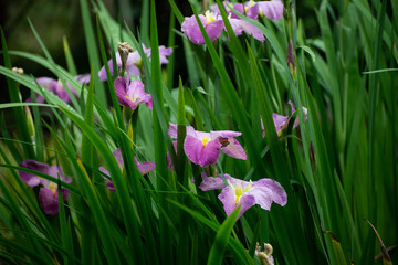 flowers in a tea garden in china