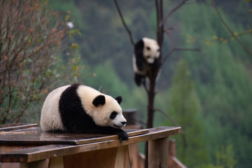 giant panda cubs climbing in a tree © Wandering Bear