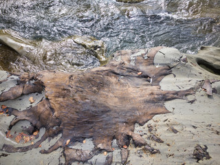 2020 shocking sight. Miracle fossils. This buried tree has appeared for more than two million years. On the river quay you can see carbonized trees with a complete fossil layer.