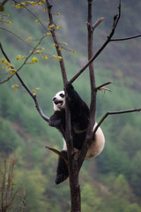giant panda cubs climbing in a tree