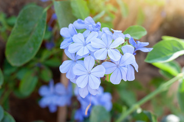 Beautiful blue cape leadwort or white plumbago with sunlight in the garden  on blur nature background, Is a Thai herb and contains prevent cancer substances and nourishes the heart.