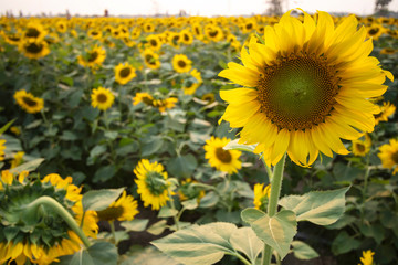 Fototapeta premium Beautiful Sunflower Blooming in garden