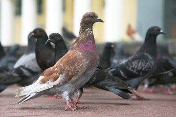 the dove on the area compared to other pigeons