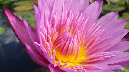 pink water lily close up flower