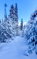 Umitilla Rim Trail snowshoeing on fresh snow