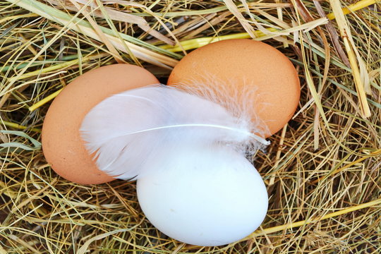 White and brown chicken eggs in a nest of hay with a white chicken feather on top close up. Top view
