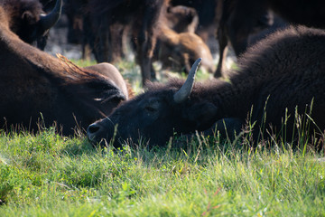 bison buffalo