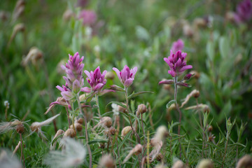 raup's paint brush wildflower on the tundra in churchill manitoba