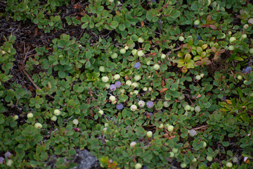wild berries on the tundra in churchill manitoba