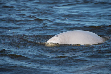 beluga whales in the churchill river in northern manitoba canada