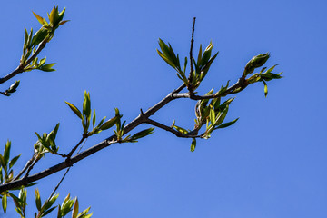 Budding Leaves on a branch with a blue sky in the background