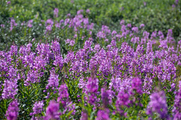Obraz premium meadow of dwarf fireweed wildflowers near churchill manitoba