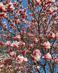 Fototapety  Kwiat drzewa magnolii