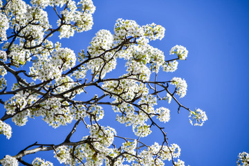 Branches of a white cherry blossom tree against a blue sky
