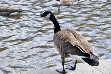 Canadian Goose going in for a swim