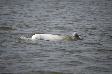 Fototapeta premium beluga whale in the churchill river hudson bay canada