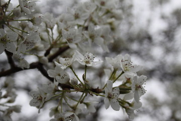 Blossom Tree 2020 I