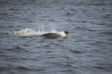 beluga whale in the churchill river hudson bay canada