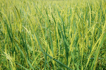 Rice in fields with background.