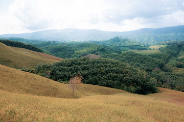 Obraz premium Rice field on hill.