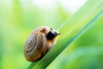 Snail on grass leaf.