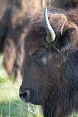 bison buffalo portrait grazing in a meadow