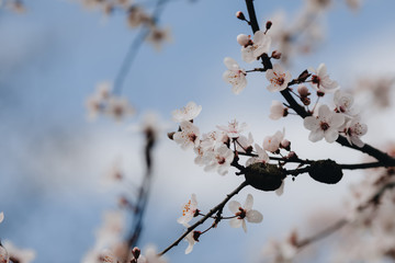 spring white blossom with aspen nest against blue sky