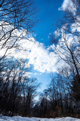 blue sky with clouds in the forest
