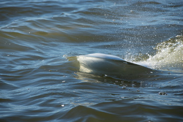 beluga whales swimming in the cold arctic waters of the churchill river hudson bay manitoba canada