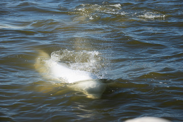 Naklejka premium beluga whales swimming in the cold arctic waters of the churchill river hudson bay manitoba canada