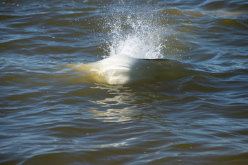 beluga whales swimming in the cold arctic waters of the churchill river hudson bay manitoba canada