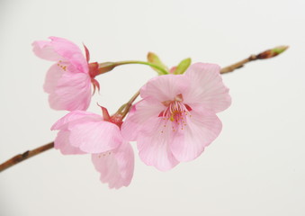 Naklejka premium 白背景の川津桜