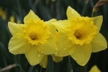 Yellow Daffodil 2020 I