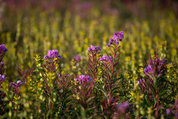 dwarf fireweed grows tall among the goldenrod in a sub arctic meadow