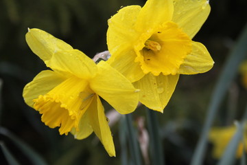 Yellow Daffodil 2020 I