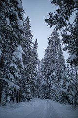 Donner Memorial State Park , California 