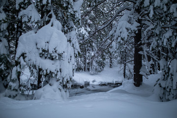 Donner Memorial State Park , California 