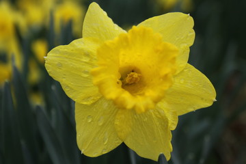 Water drops and Daffodils 2020 I