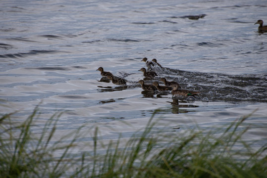 baby birds swimming over a calm pond. gadwalls in manitoba canada