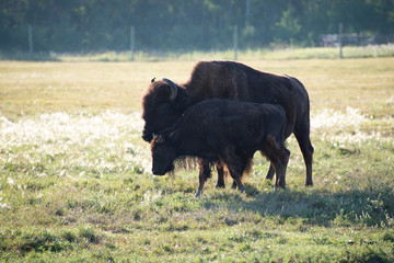 bison or buffalo feeding in an open meadow in the prairies
