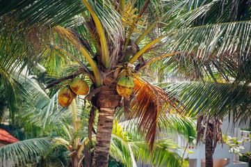 Coconut palm trees bottom view, close up. Palm tree with coconuts outdoors.