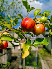 red apples on a branch