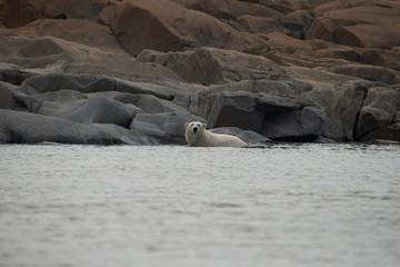 polar bear resting at the edge of the hudson bay in the summer