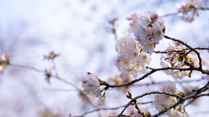 Obraz premium Cherry blossoms in full bloom