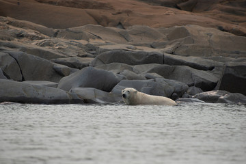 polar bear resting at the edge of the hudson bay in the summer