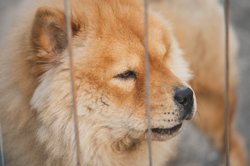 Fototapeta na wymiar portrait of a dog look at something