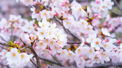 Cherry blossoms in full bloom