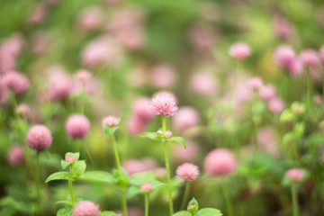 pink flowers in the garden